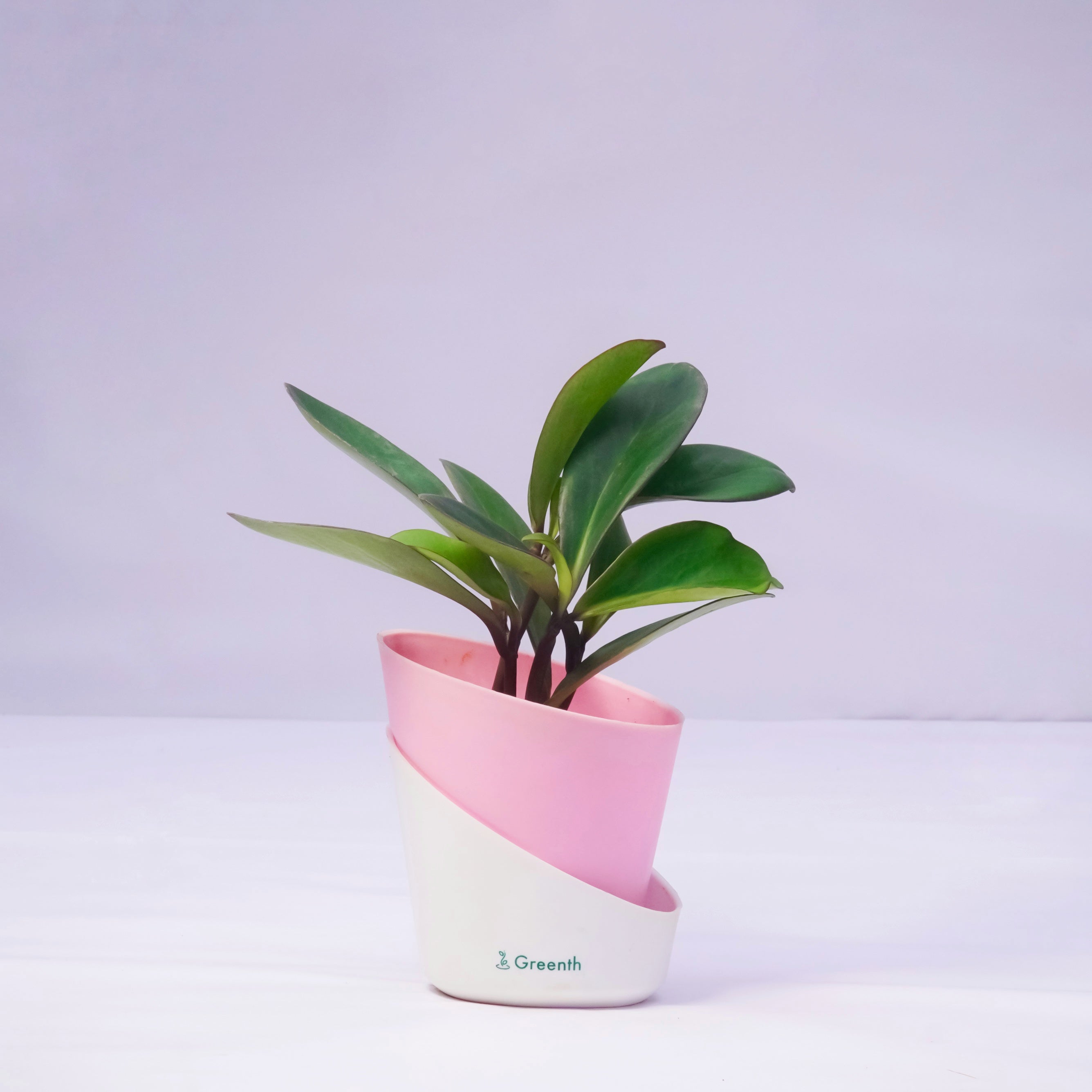Baby Rubber Plant Red Edge