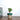 Fiddle Leaf Fig Plant