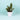 Jade Plant