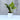 Money Plant Golden