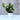 Money Plant Green