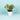 Money Plant N'Joy