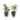 Home Gardening Starter Kit – Peace Lily & Syngonium Pink Duo
