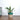 Peace Lily Plant