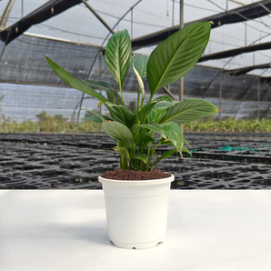 Peace Lily Plant