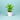 Peace Lily Plant
