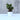 Peperomia Green Plant