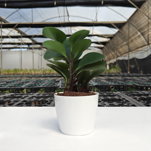 Peperomia Green Plant