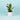 Philodendron Birkin Plant