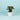 Syngonium Green Plant