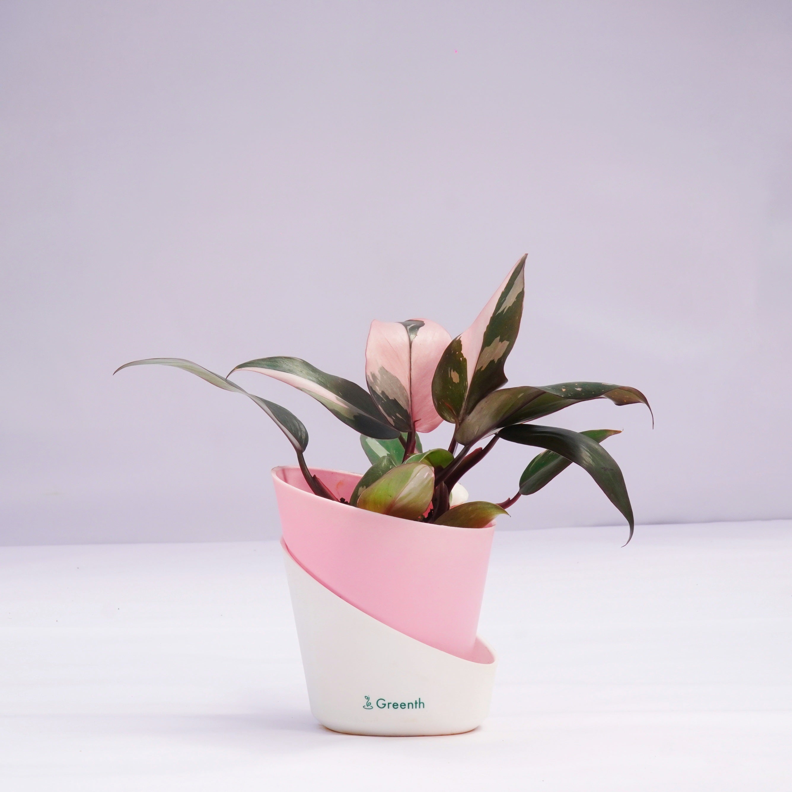 Philodendron Pink Princess Plant