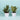 Plants @ 99 Sale in Chandigarh Tricity