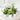Buy Plants Online in Kolkata | Fresh Indoor Plants Delivered Fast