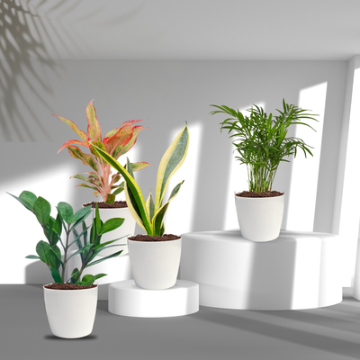 Indoor Plants