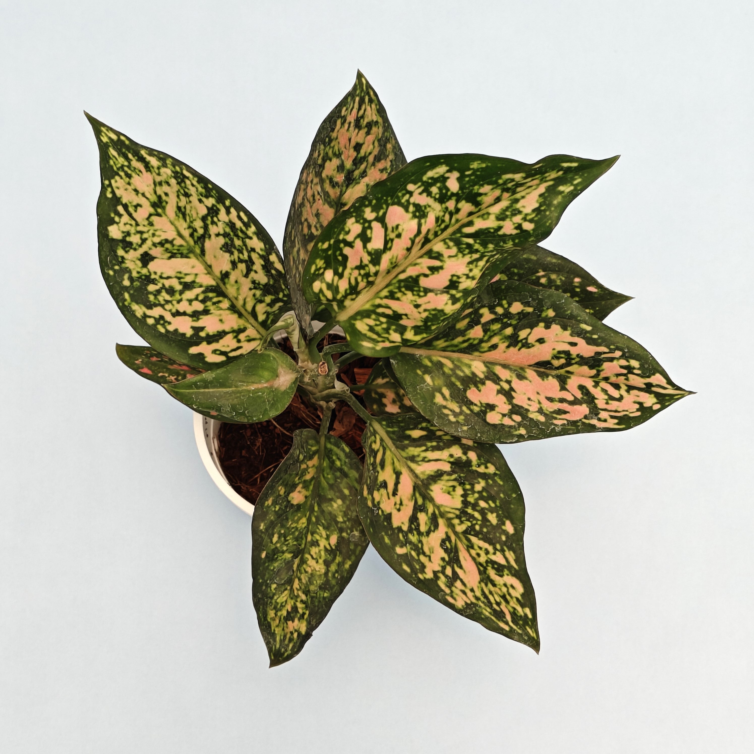 Aglaonema Green Rosy Plant