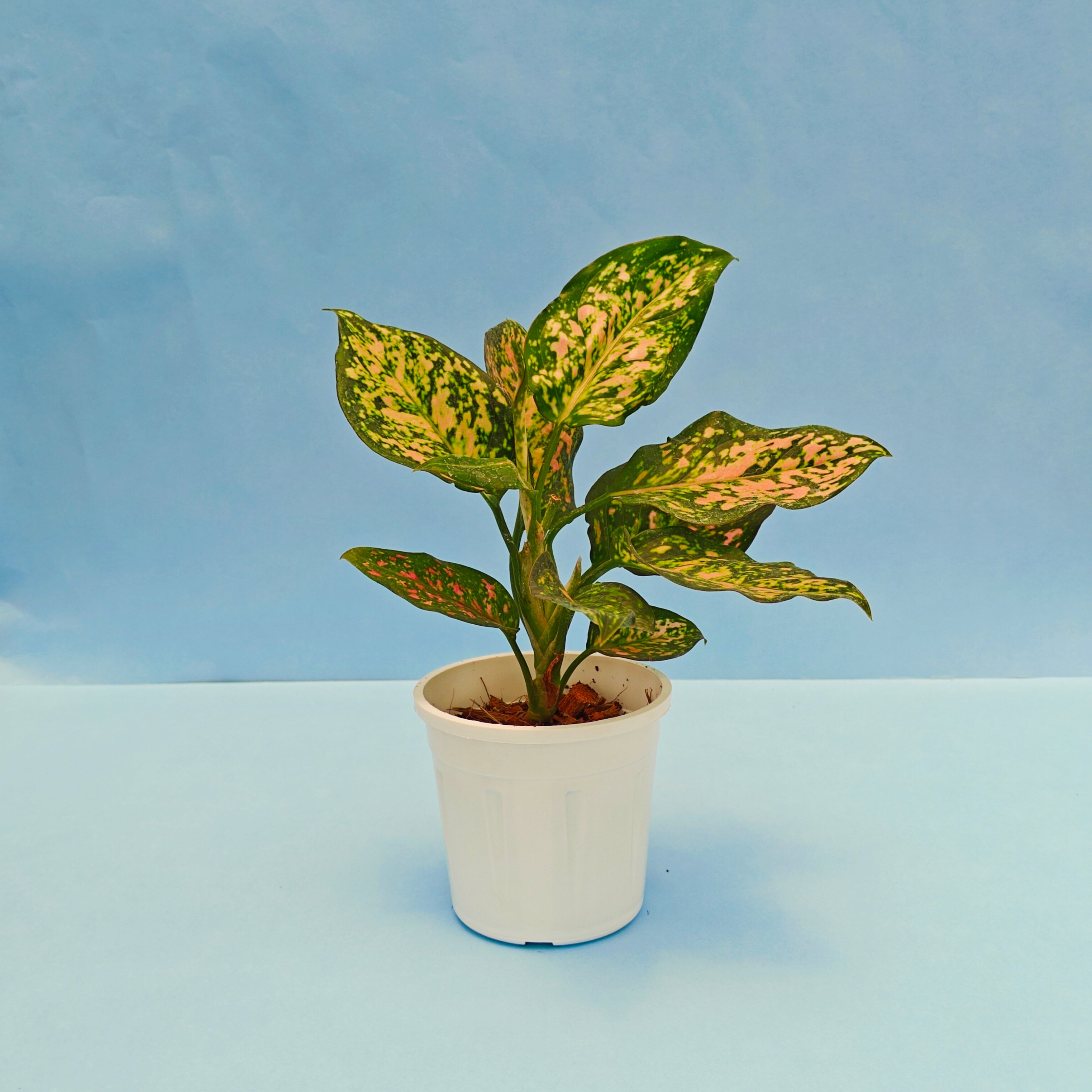 Aglaonema Green Rosy Plant