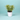 Aralia Variegated Plant