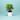 Aralia Golden Plant