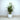 Areca Palm Plant - Large