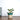 Philodendron Birkin Plant