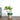 Money Plant Green