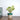 Money Plant Marble