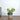Money Plant N'Joy