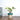 Syngonium Green Plant