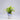 Syngonium Green Plant